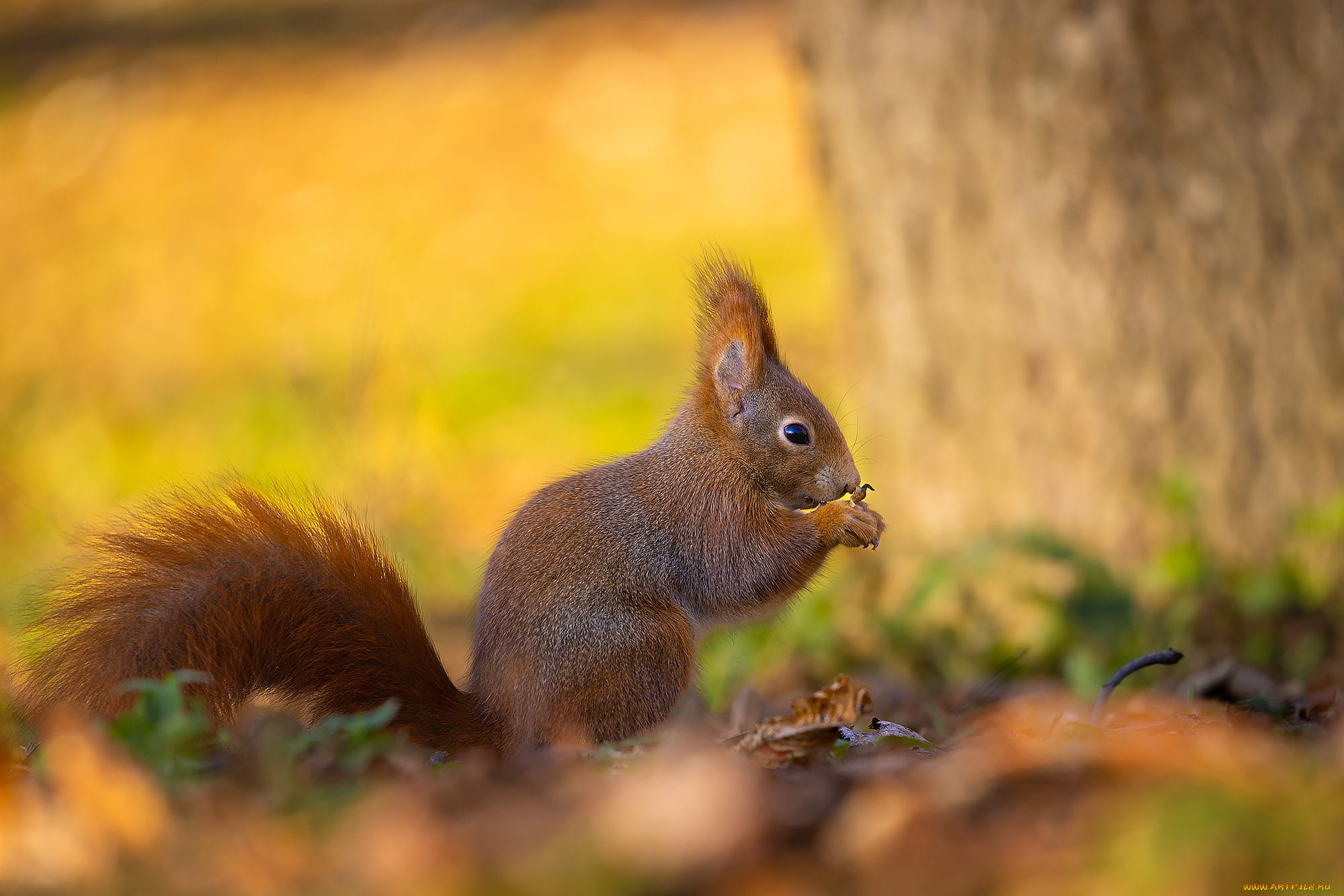 животные, белки, дерево, поляна, белка, профиль