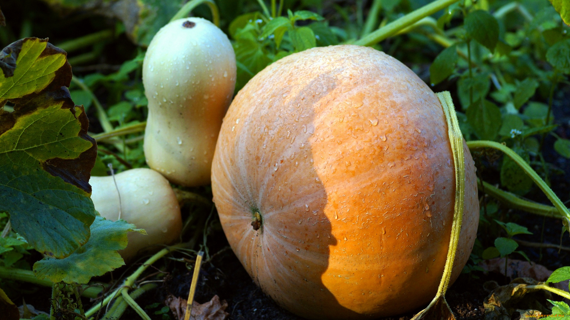 природа, плоды, тыква