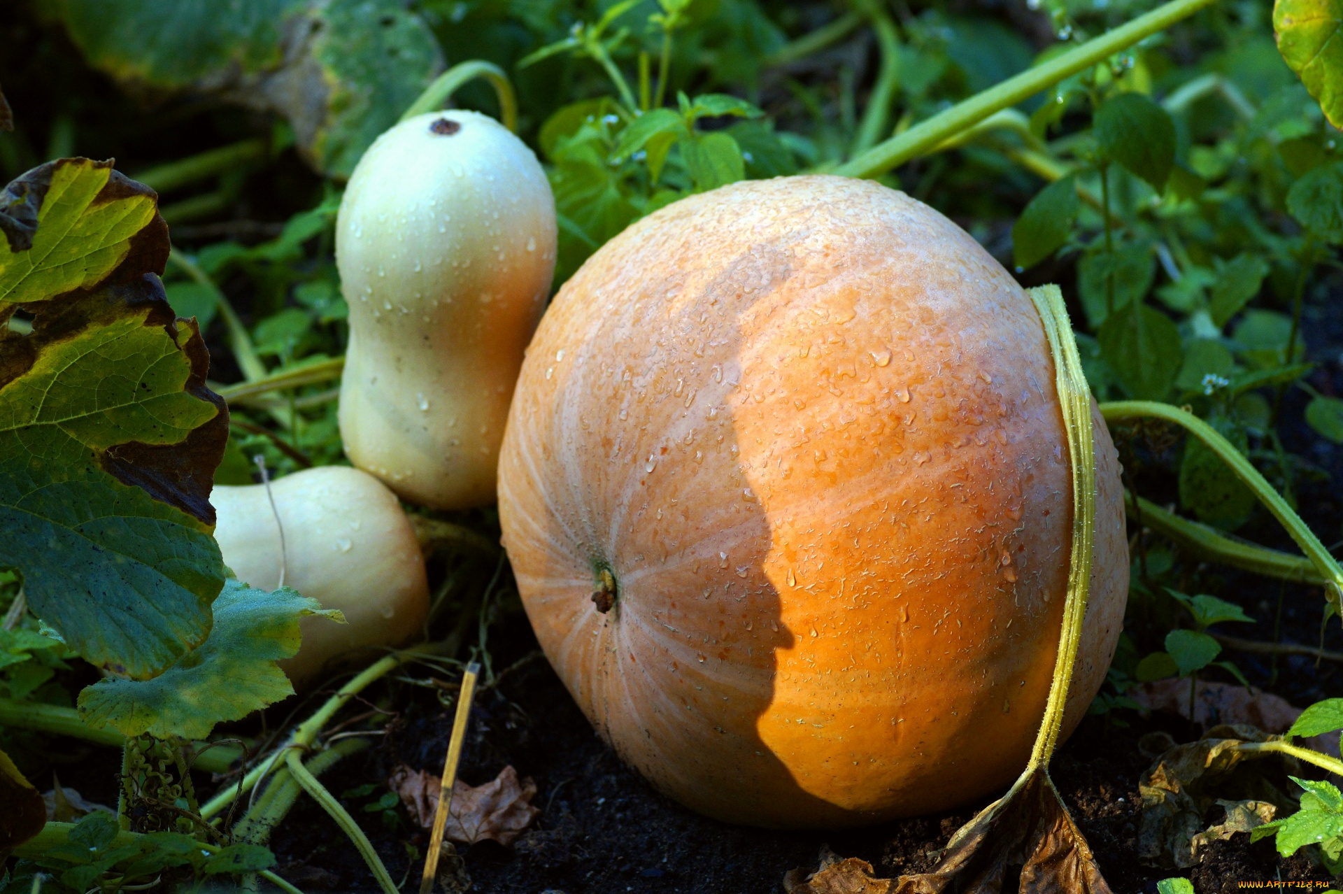 природа, плоды, тыква