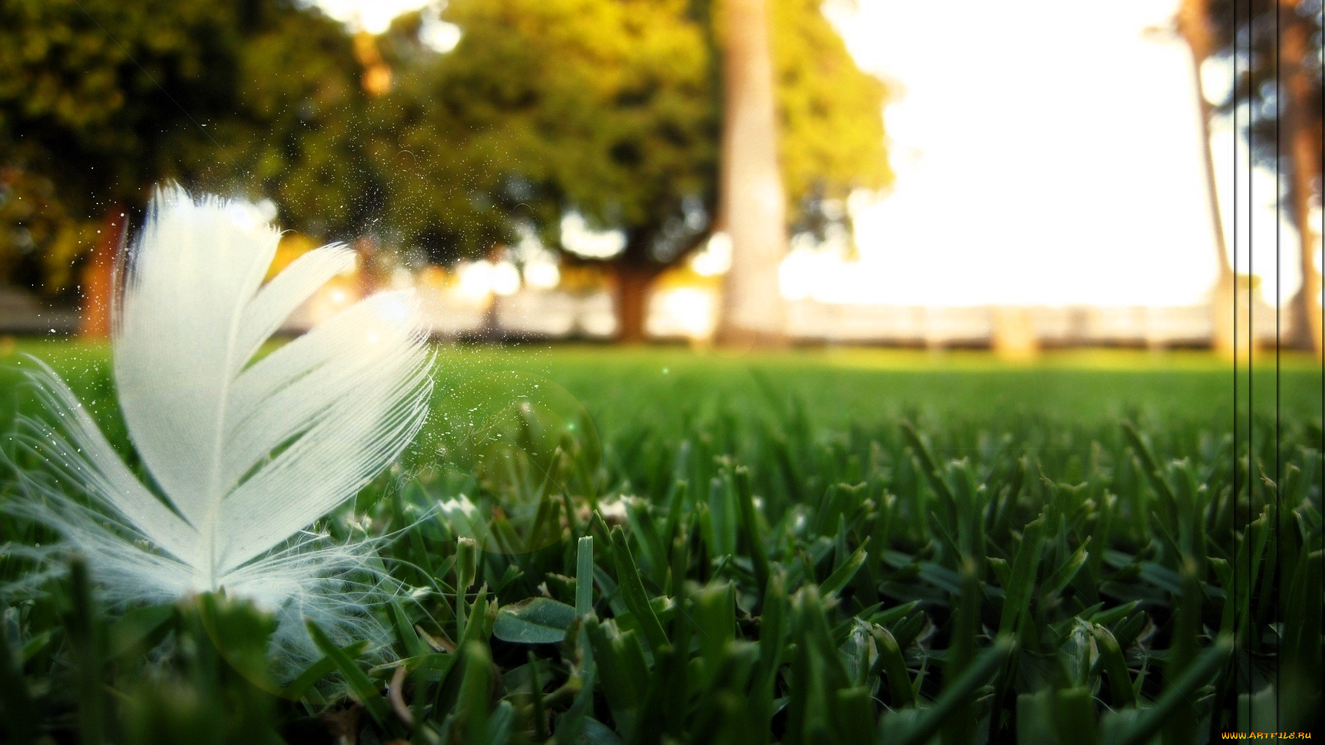 разное, перья, деревья, лужайка, трава, перо