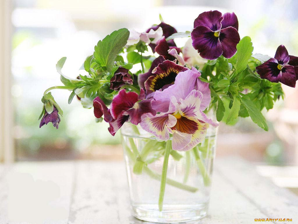 цветы, анютины, глазки, садовые, фиалки