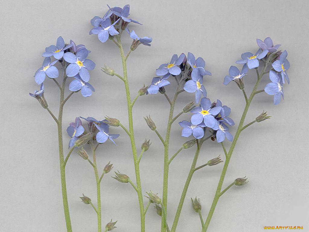 цветы, незабудки
