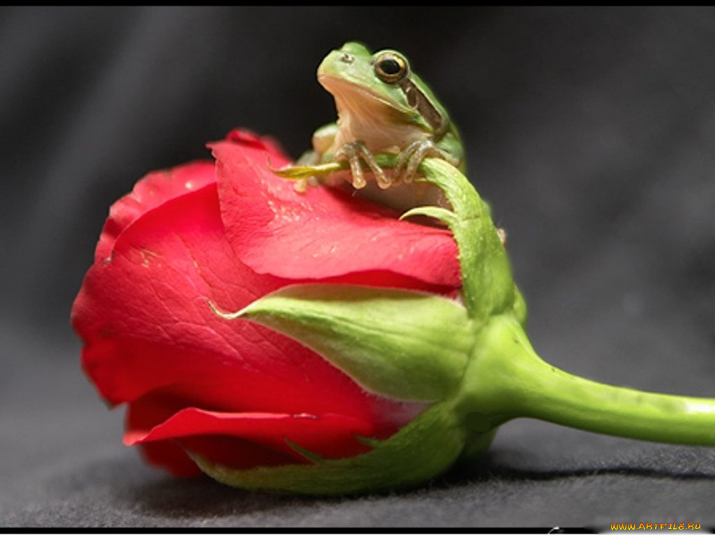 цветы, розы