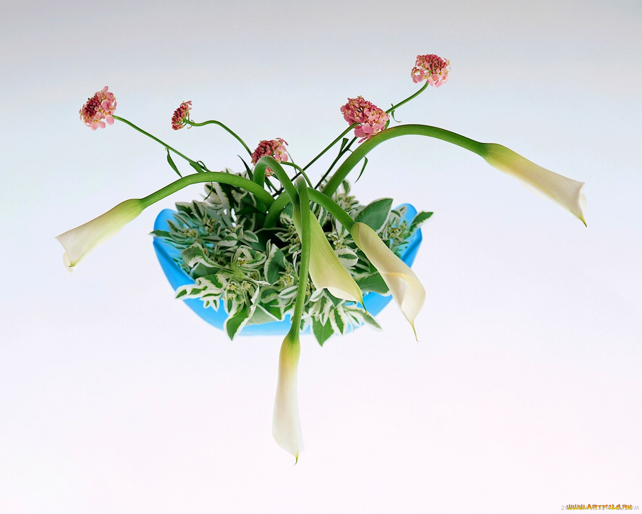 цветы, букеты, композиции