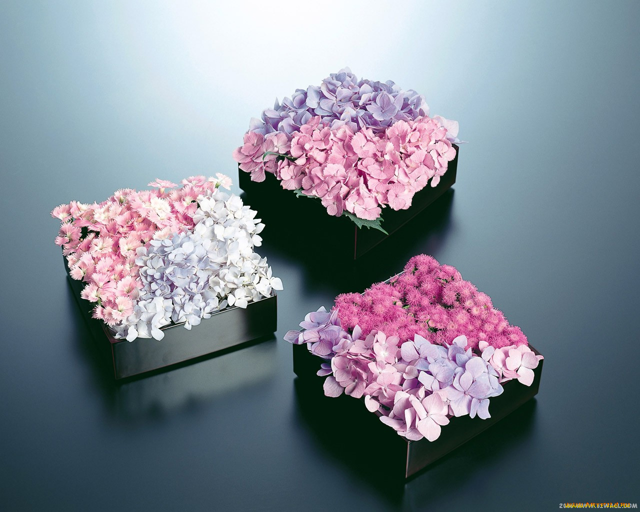 цветы, гортензия