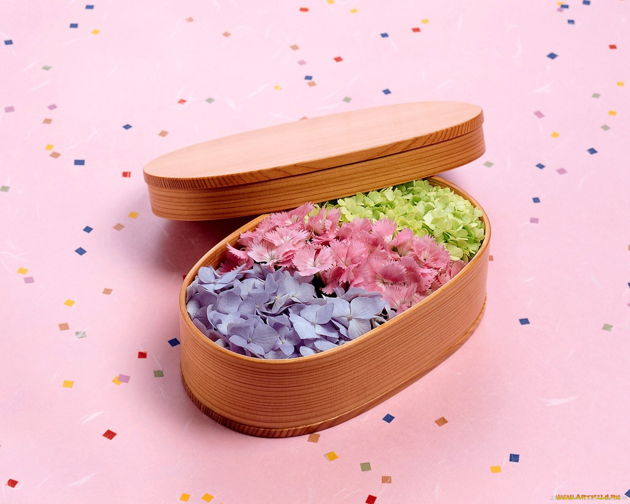 цветы, гортензия