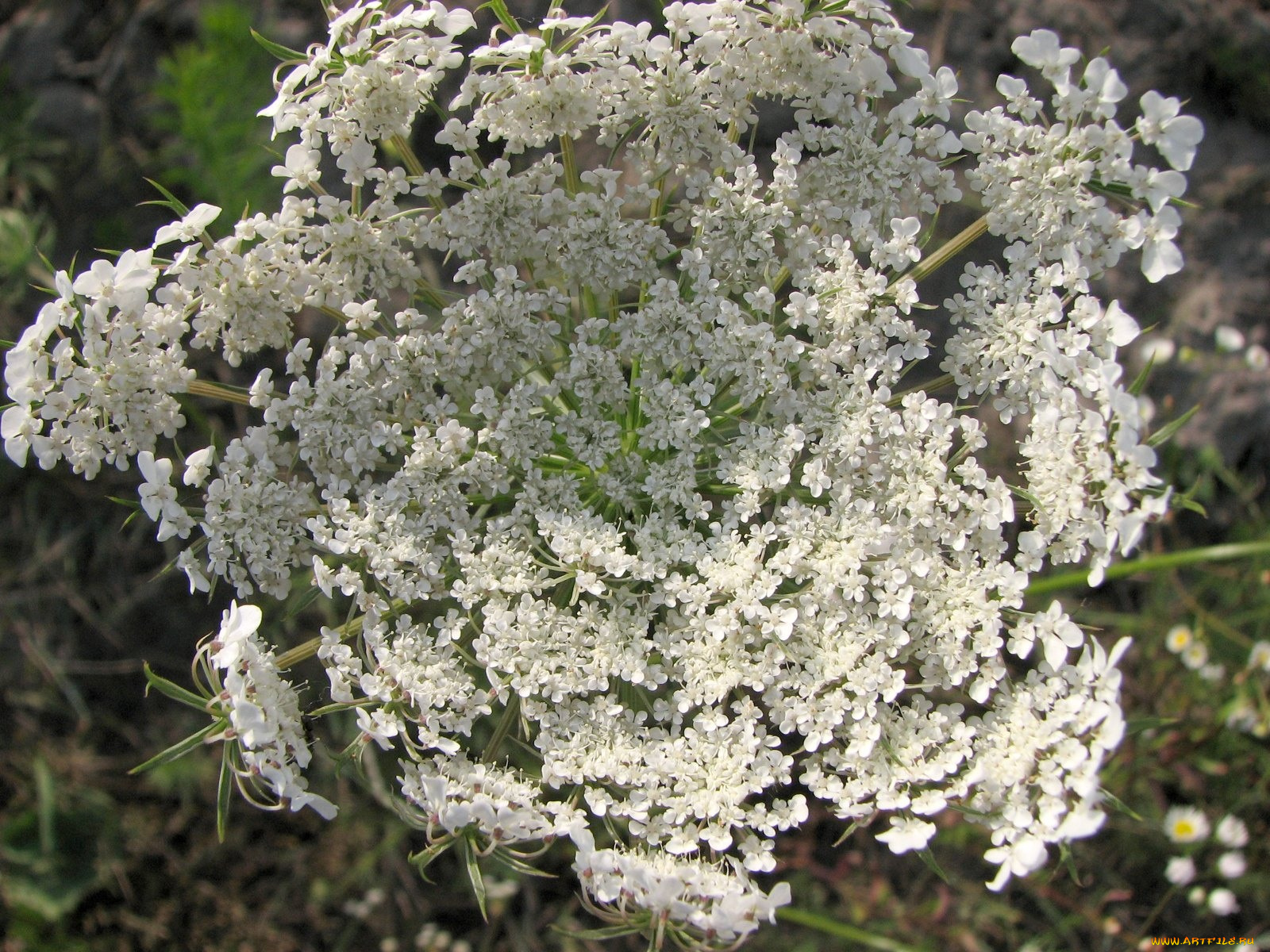 цветы, луговые, полевые