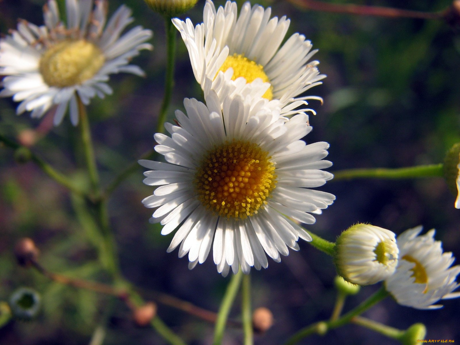 цветы, маргаритки