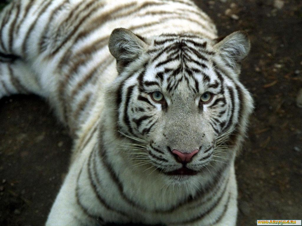 животные, тигры