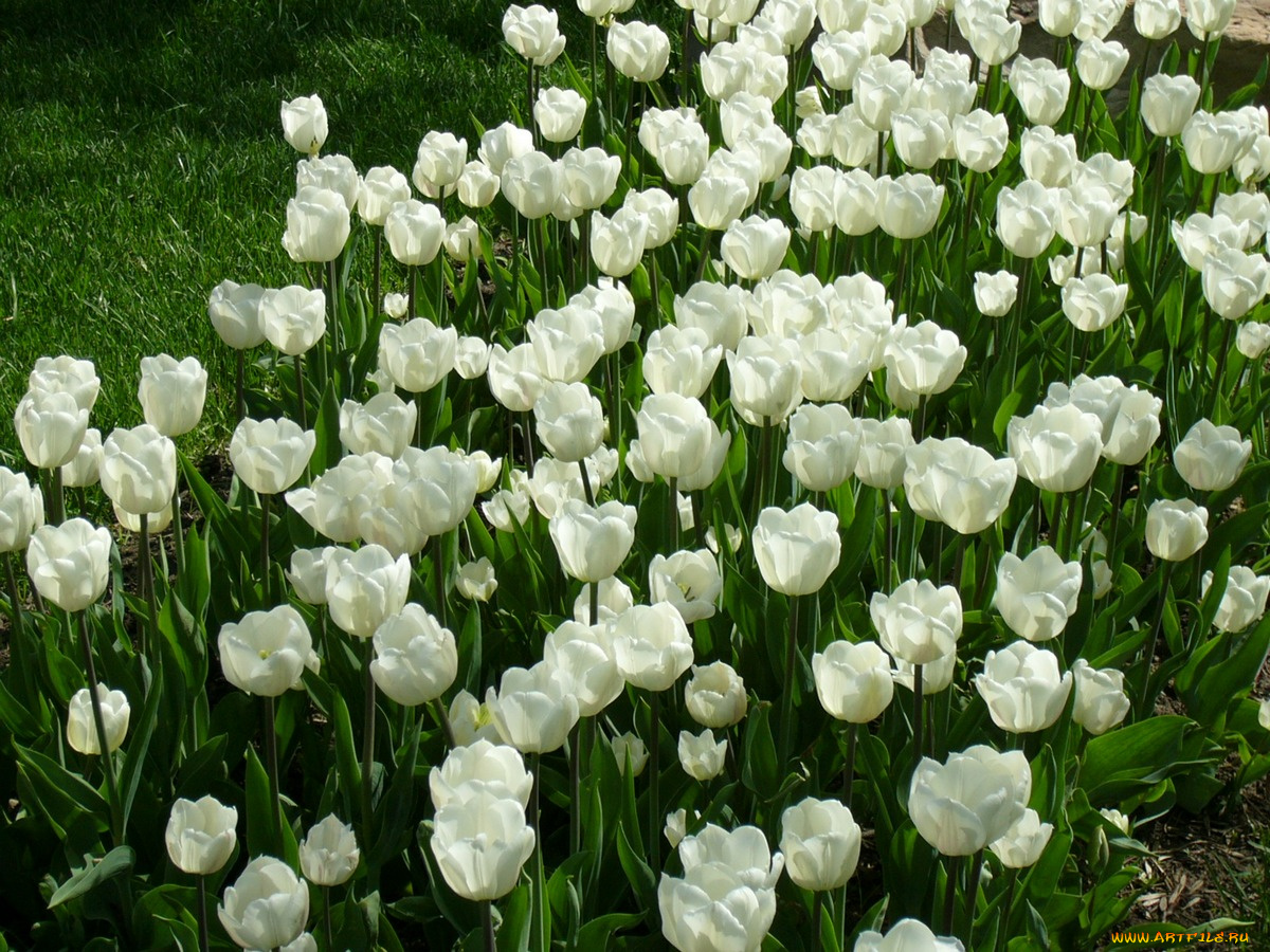 цветы, тюльпаны