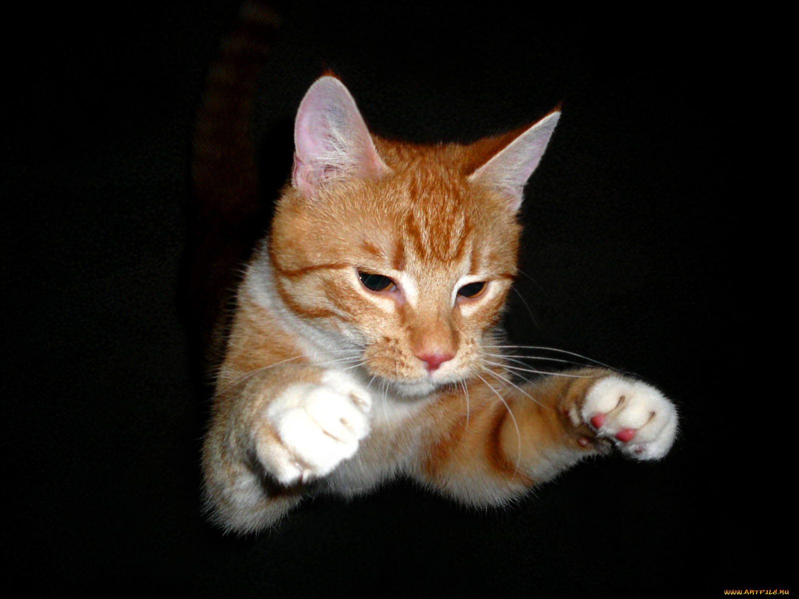 животные, коты