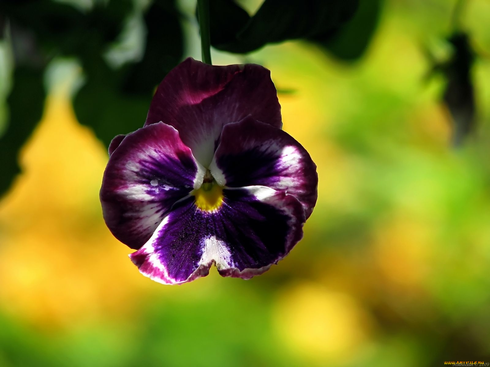 цветы, анютины, глазки, садовые, фиалки