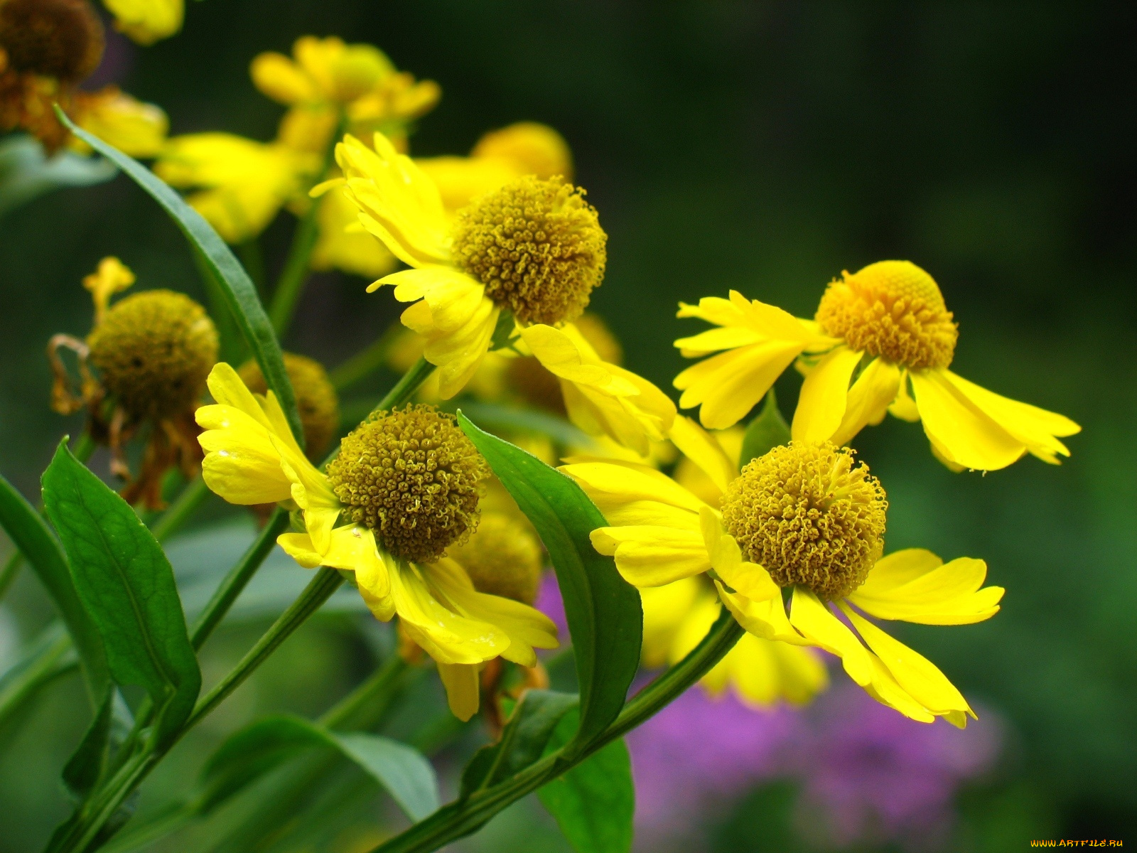 цветы, гайлардии, гелениумы