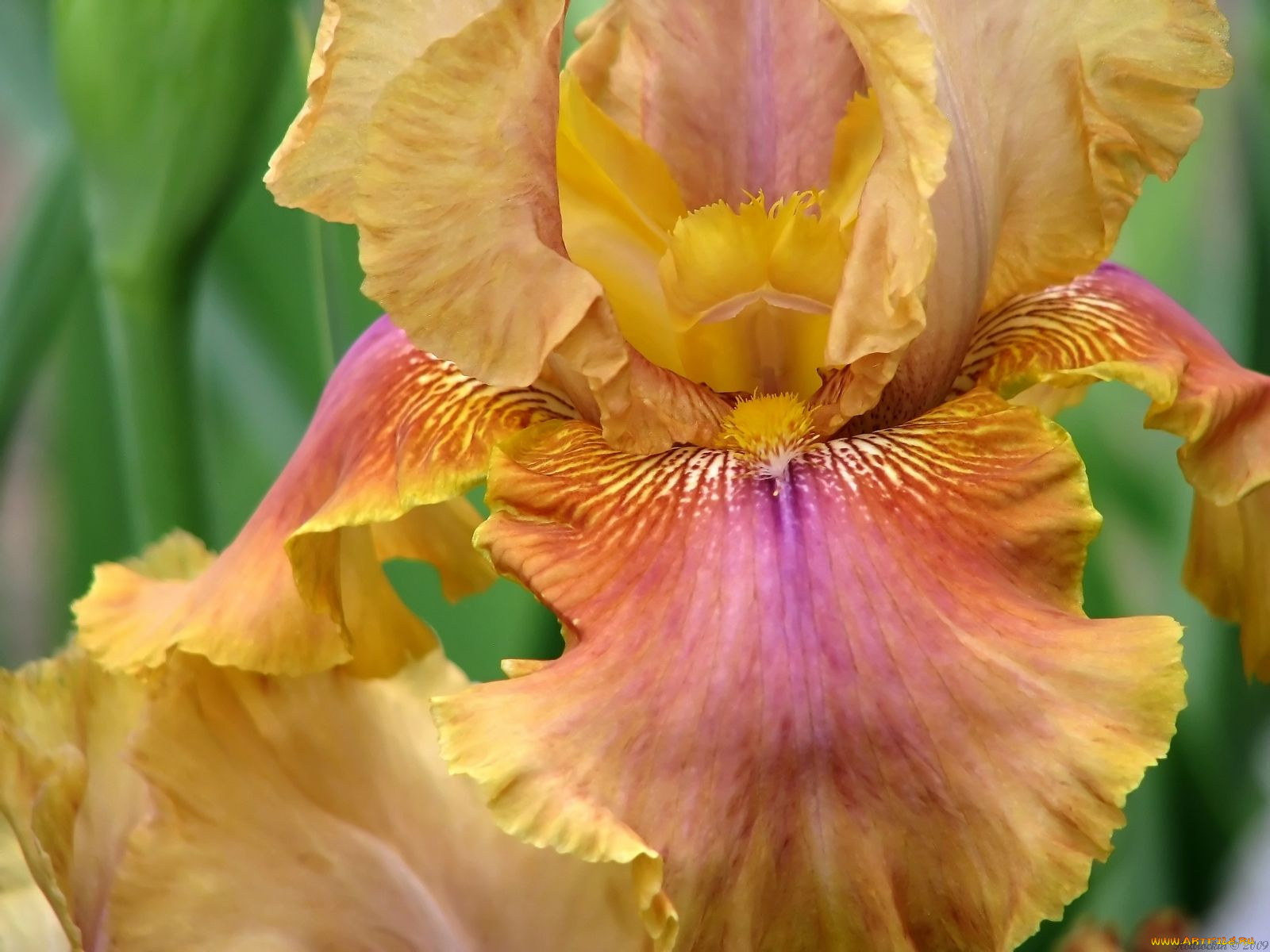 цветы, ирисы