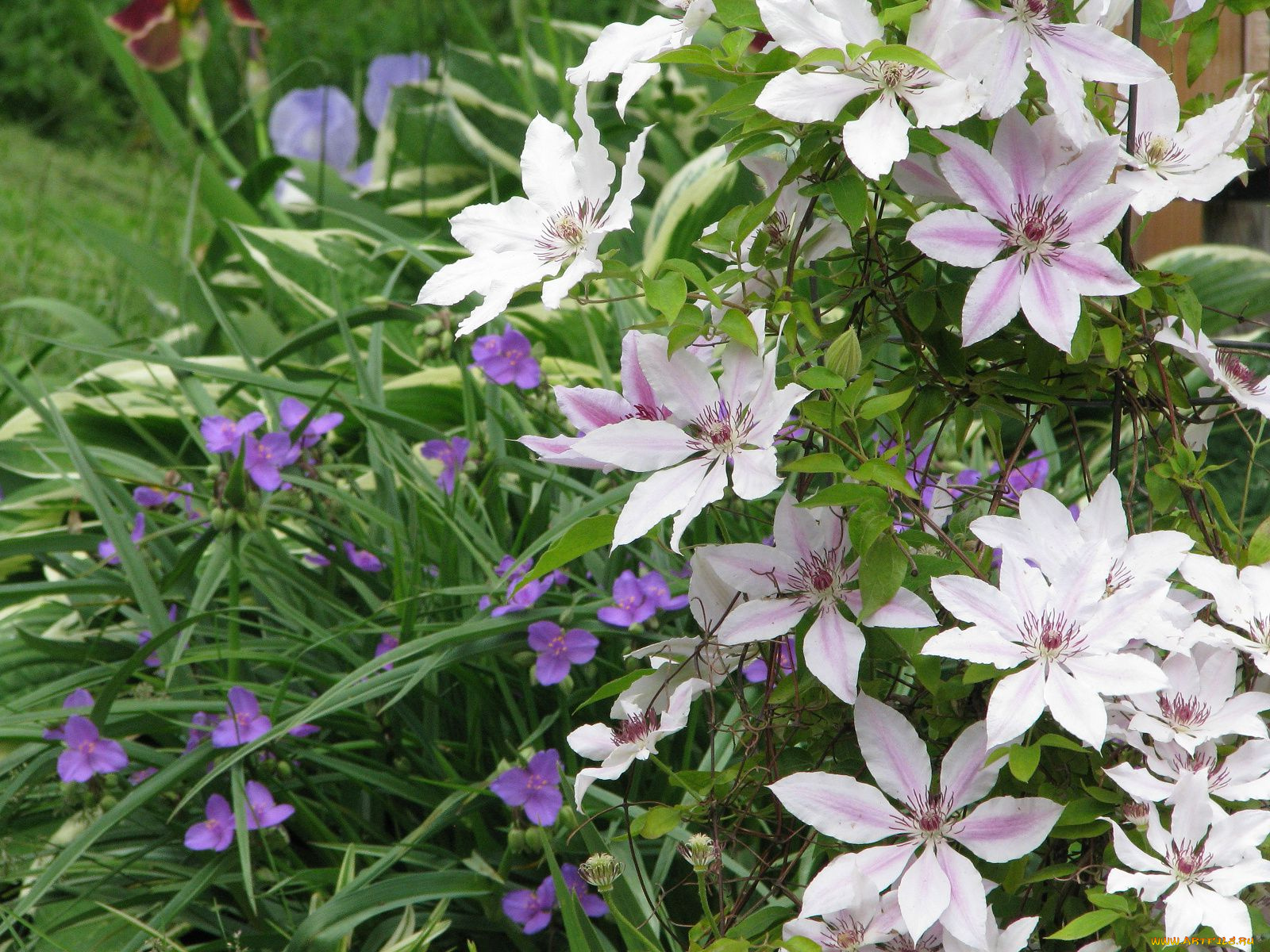 цветы, клематис, ломонос