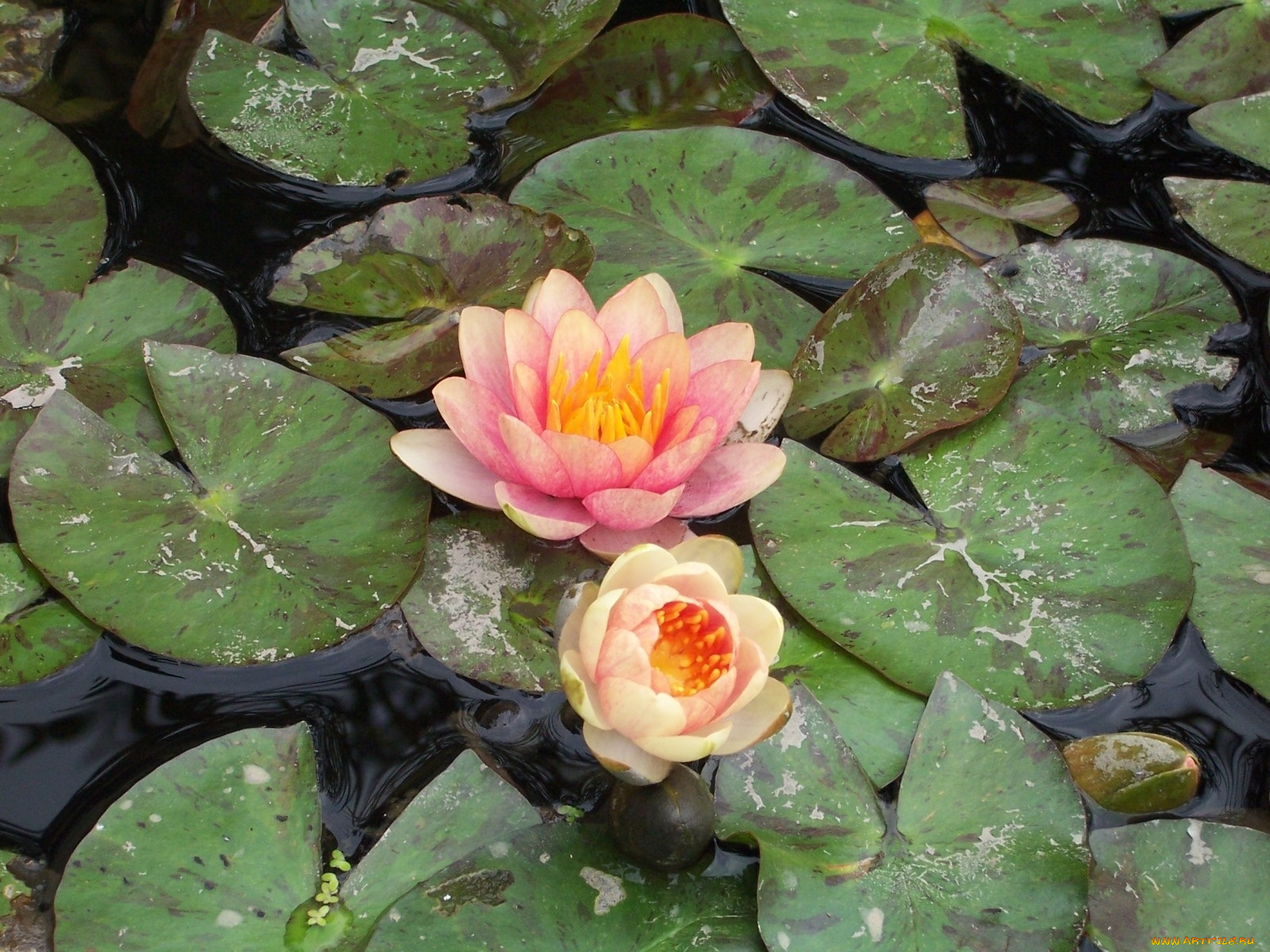 цветы, лилии, водяные, нимфеи, кувшинки