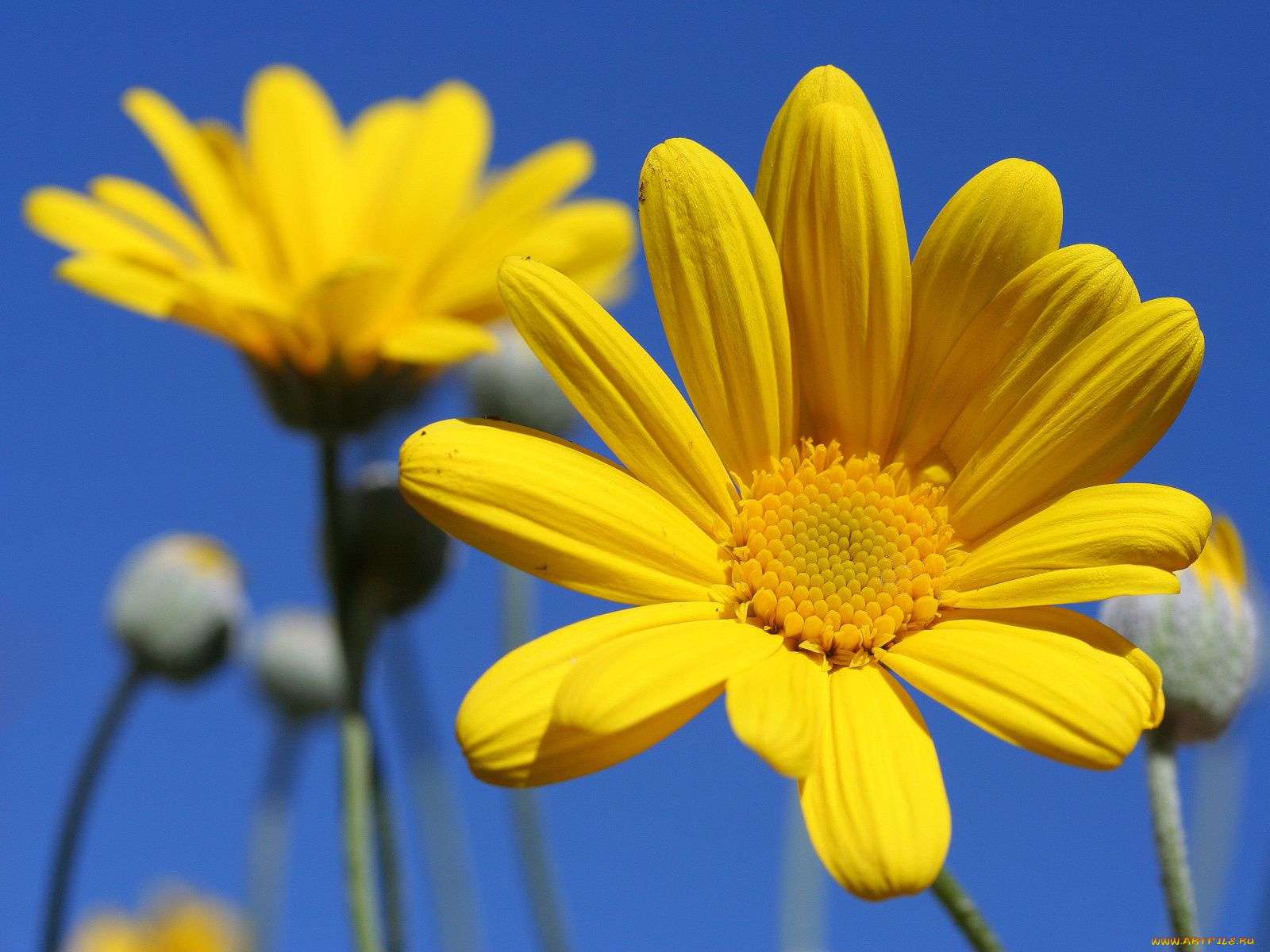 цветы, ромашки