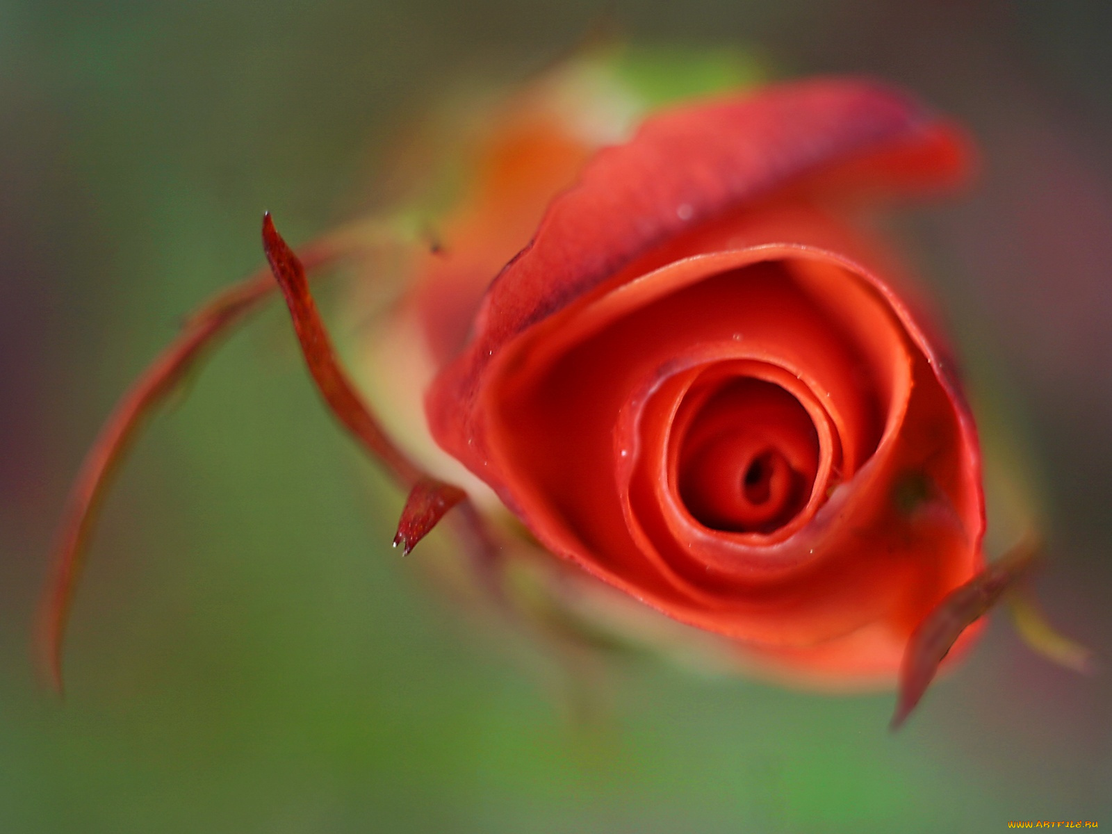 цветы, розы