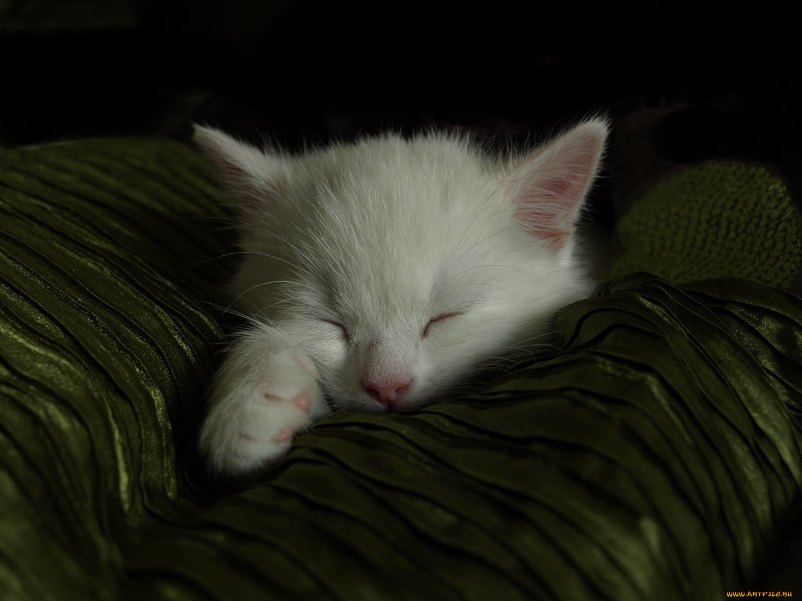 животные, коты