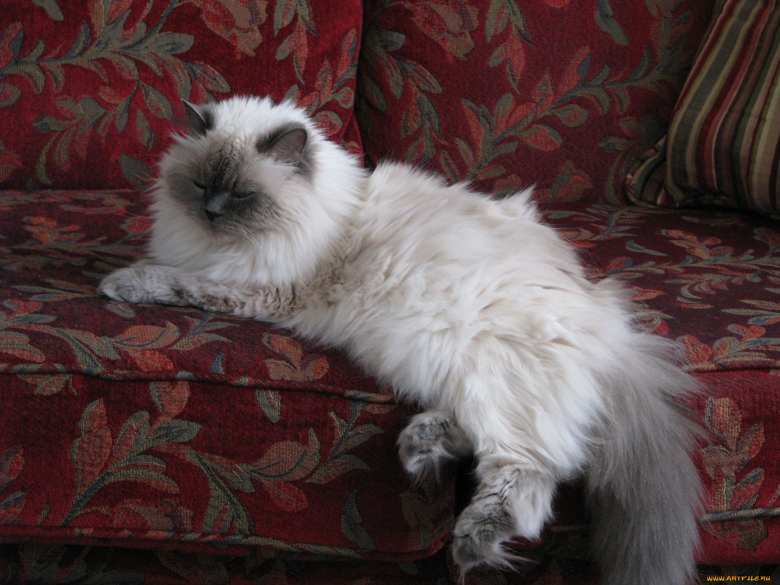 животные, коты