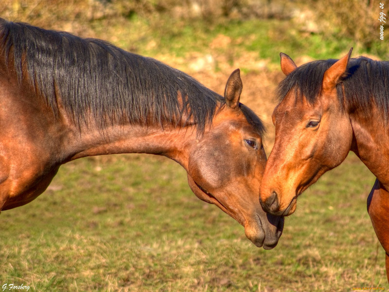 животные, лошади