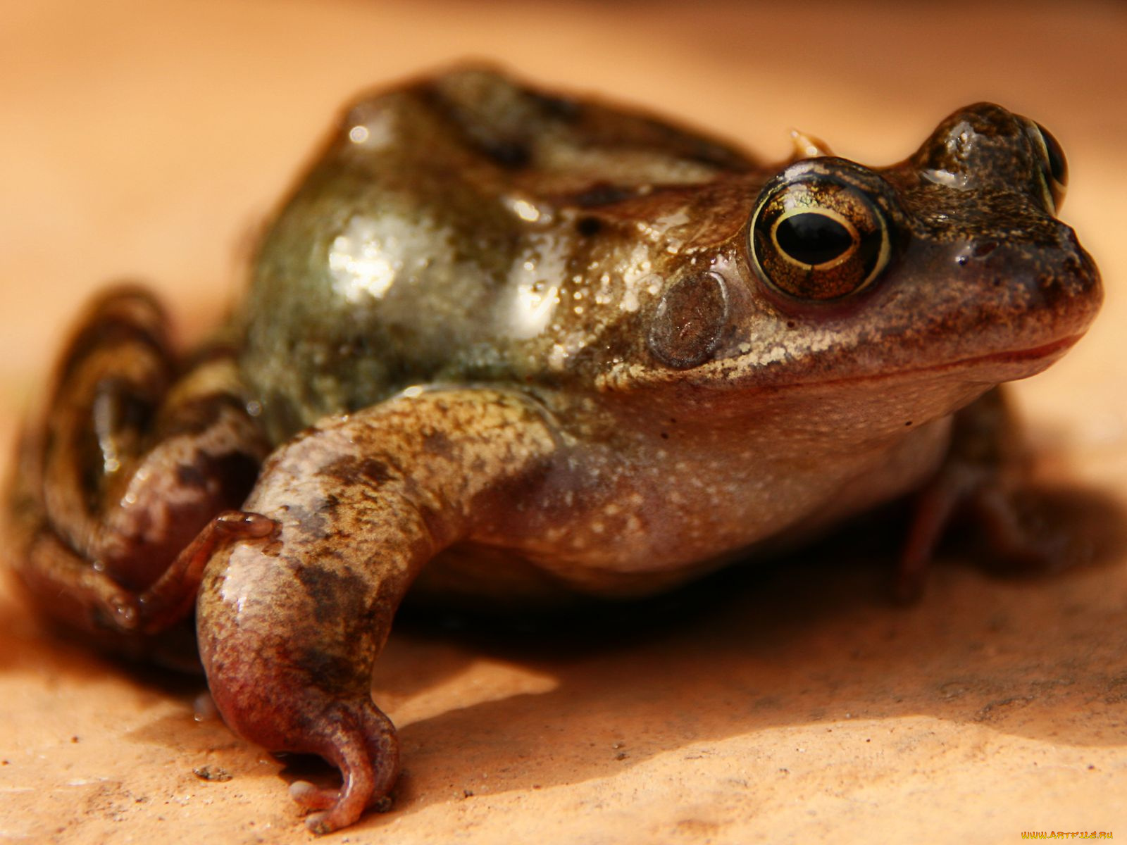 животные, лягушки
