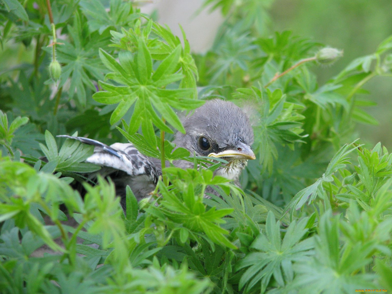 животные, птицы