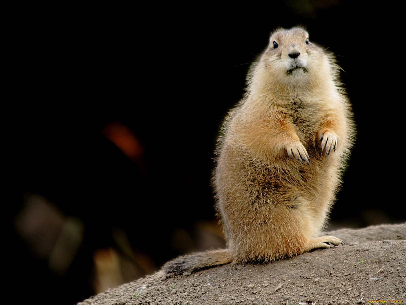 животные, суслики, сурки