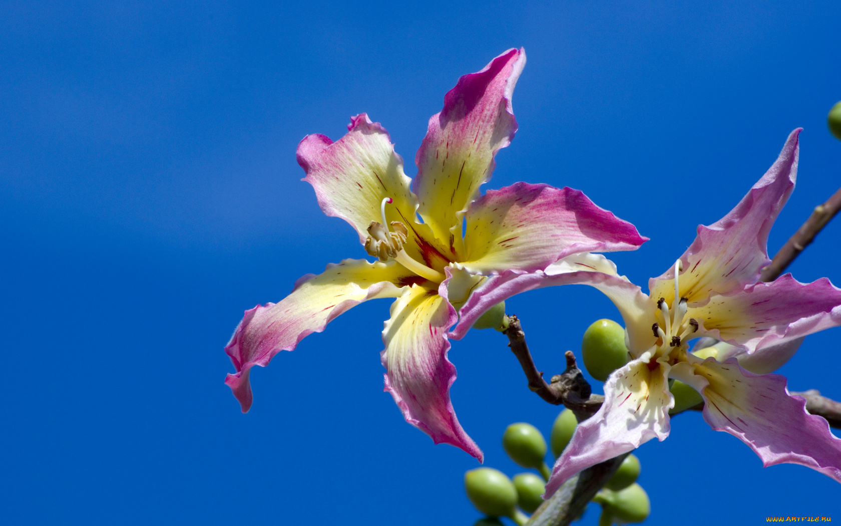 цветы, цветущие, деревья, кустарники