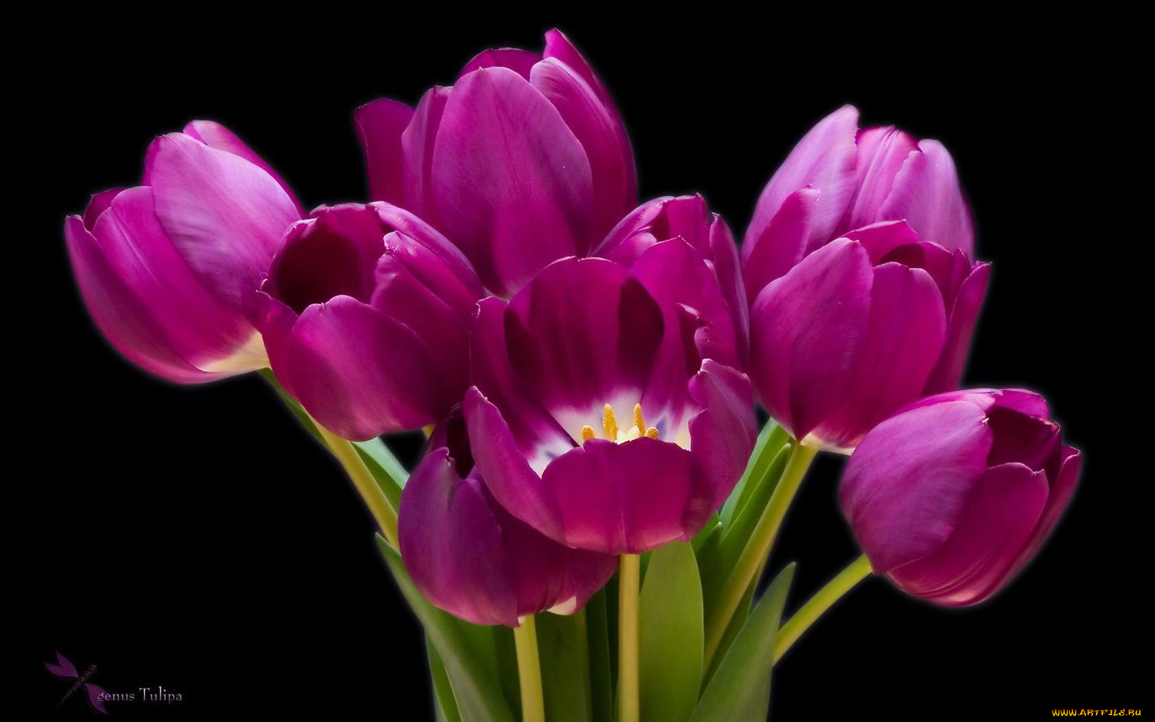 цветы, тюльпаны