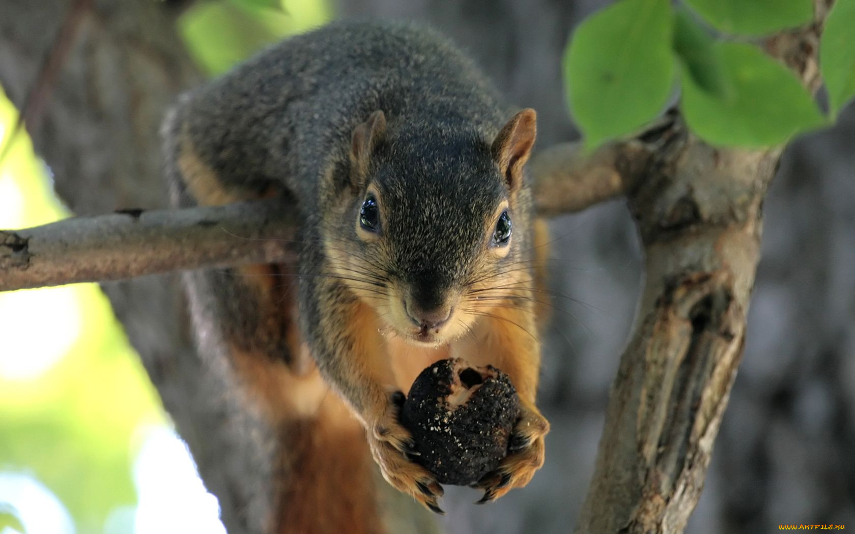 животные, белки
