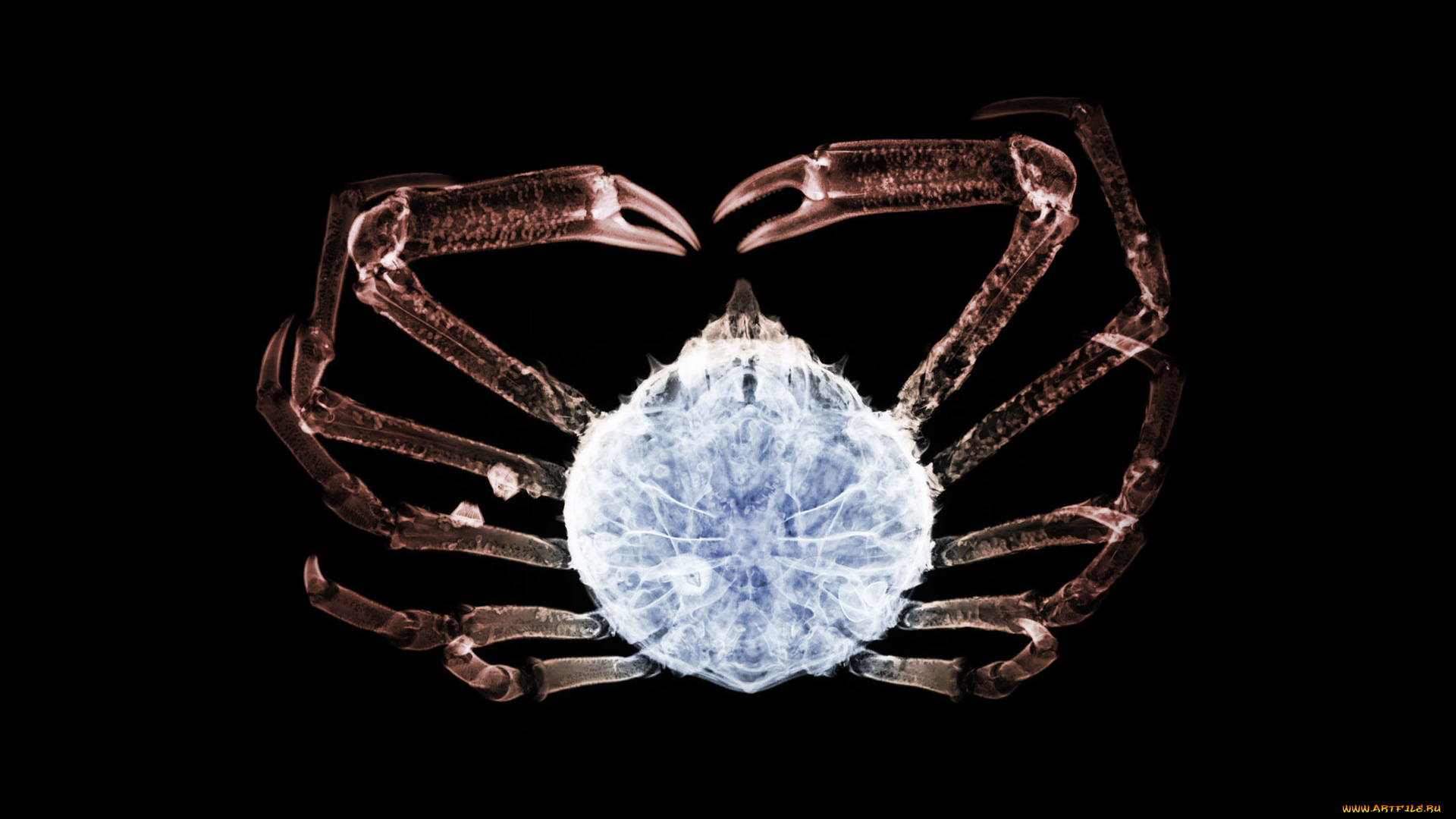 3д, графика, animals, животные