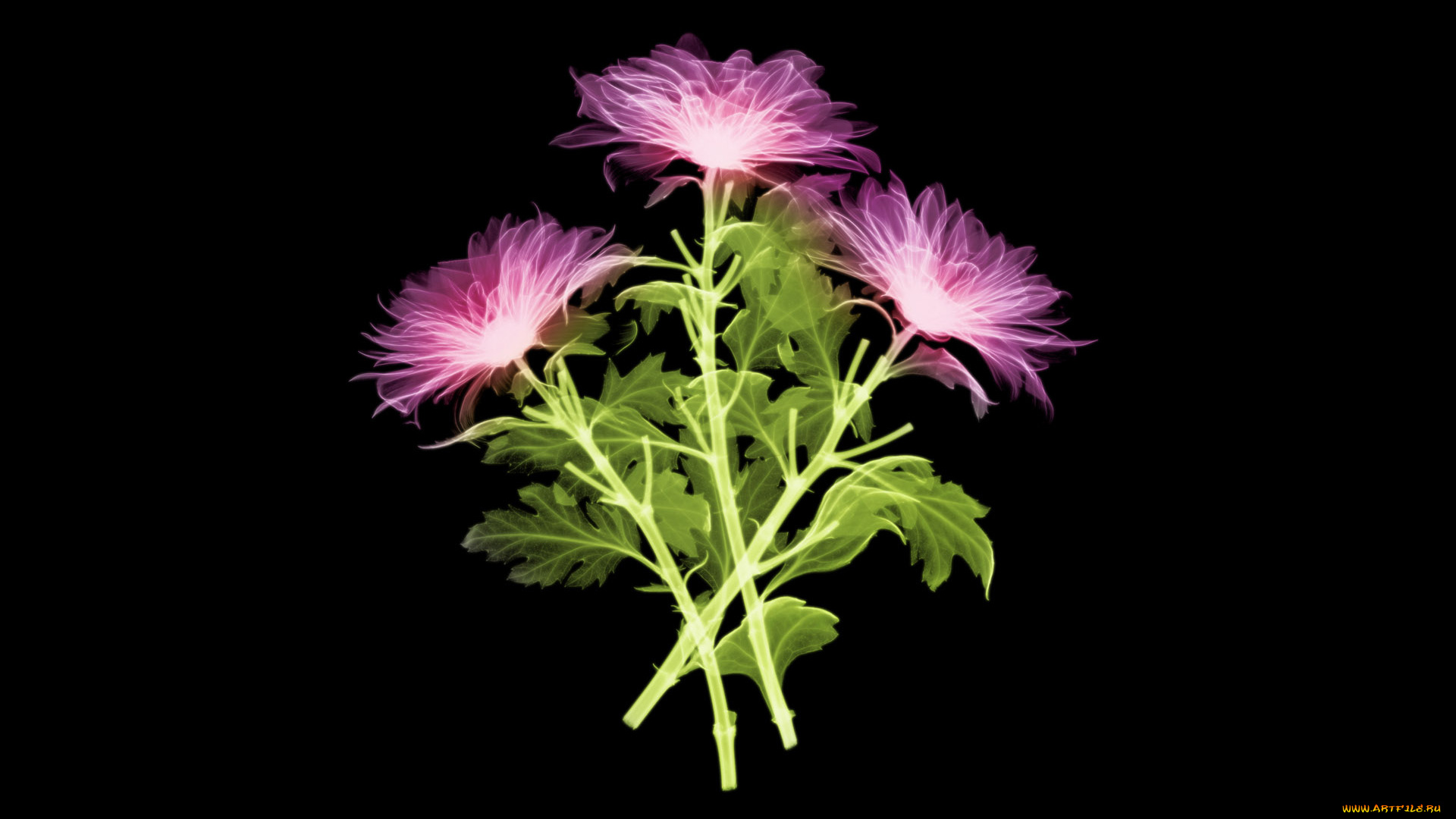 3д, графика, flowers, цветы