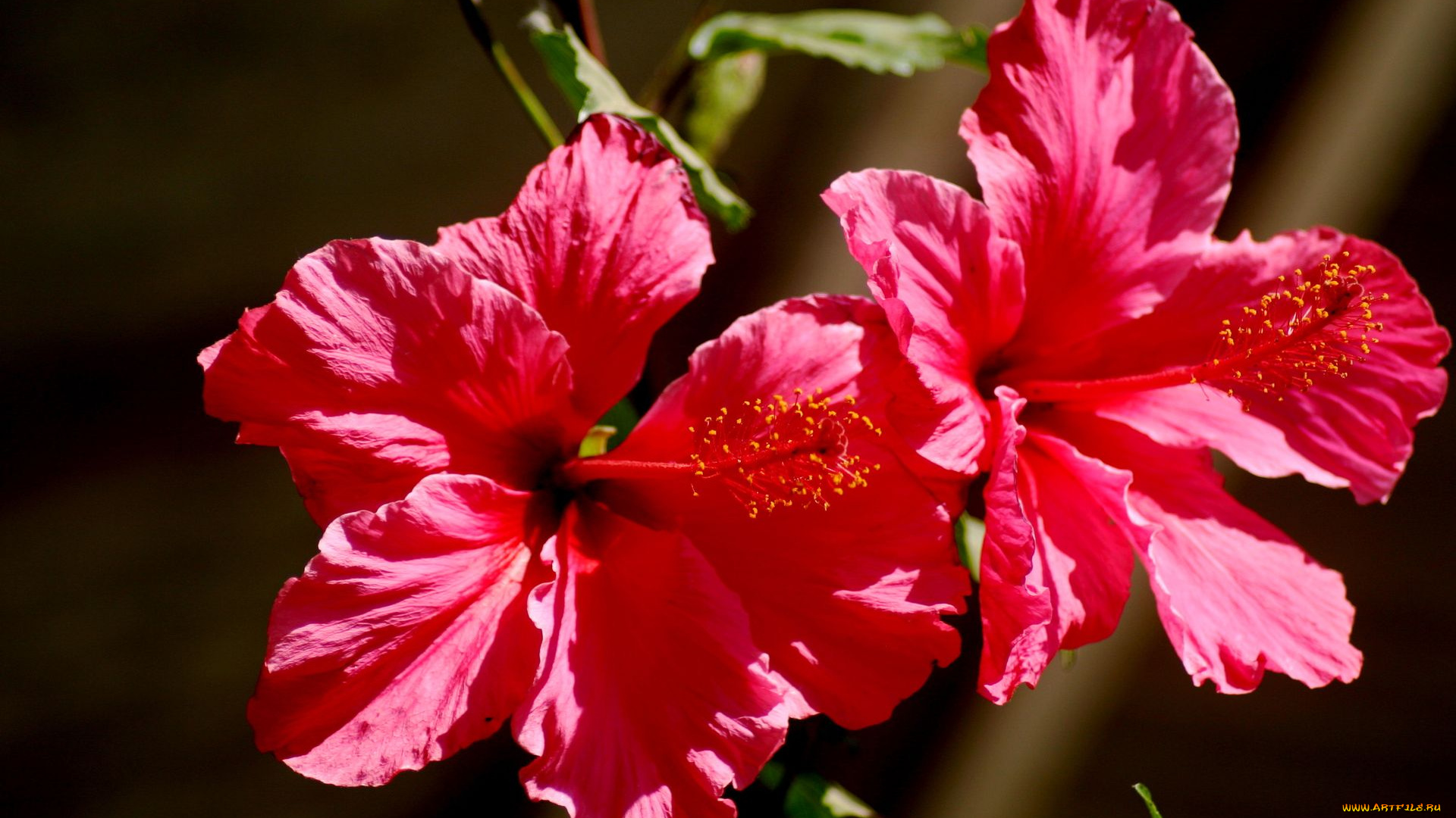 цветы, гибискусы