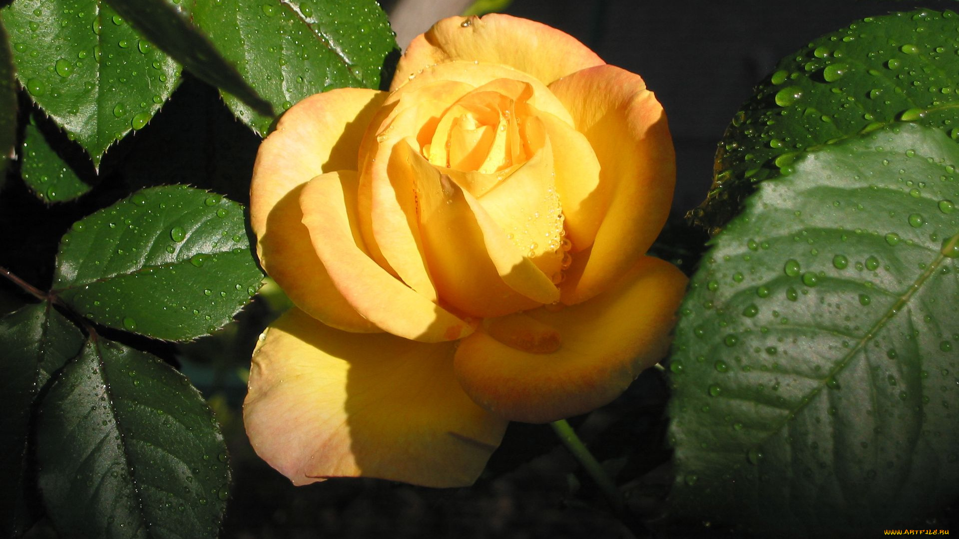 цветы, розы