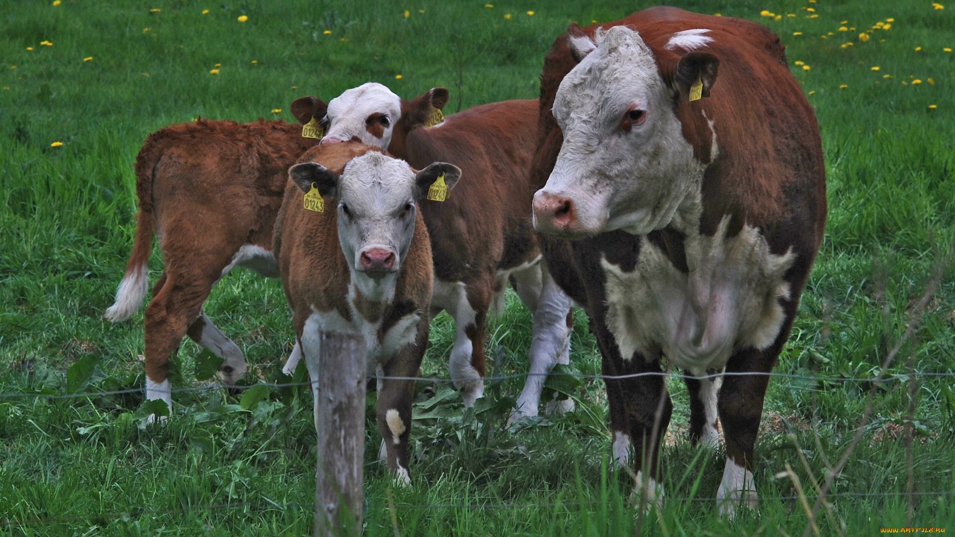 животные, коровы, буйволы