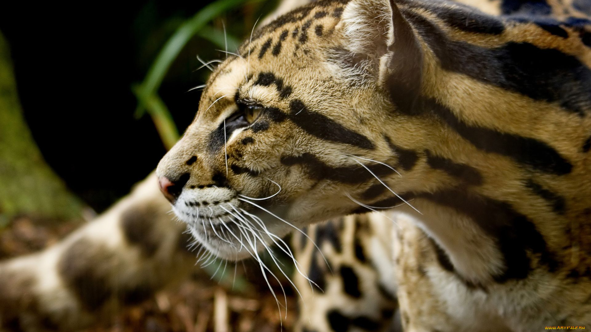 животные, леопарды