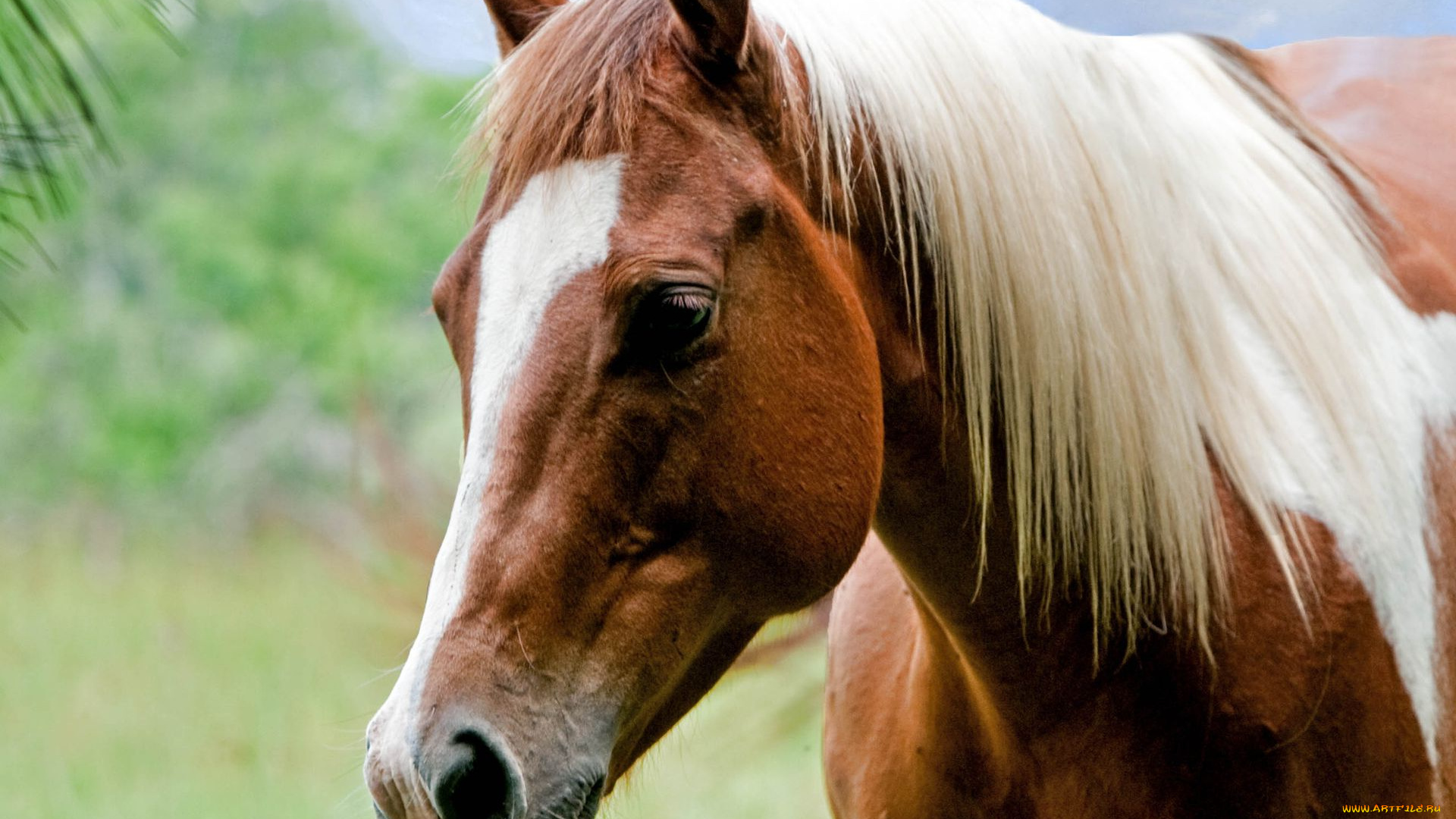 животные, лошади