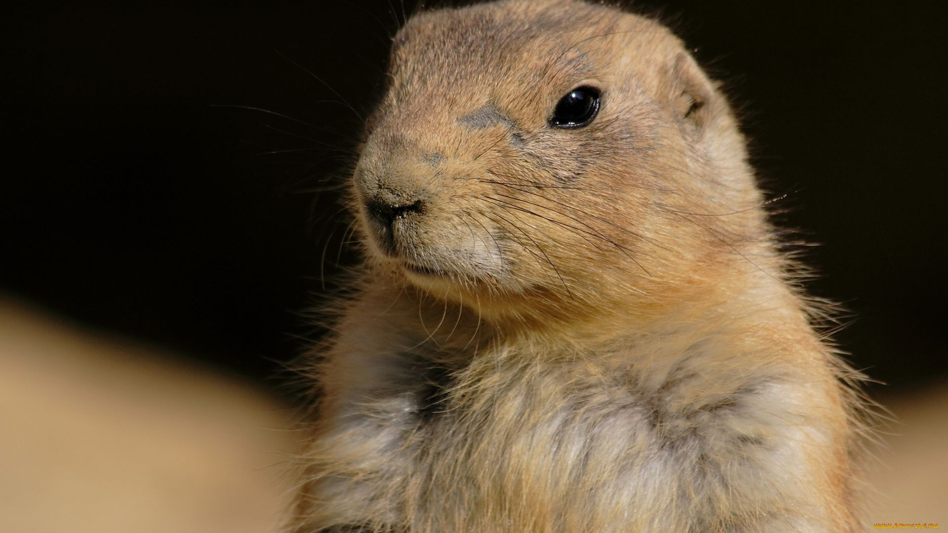 животные, суслики, сурки