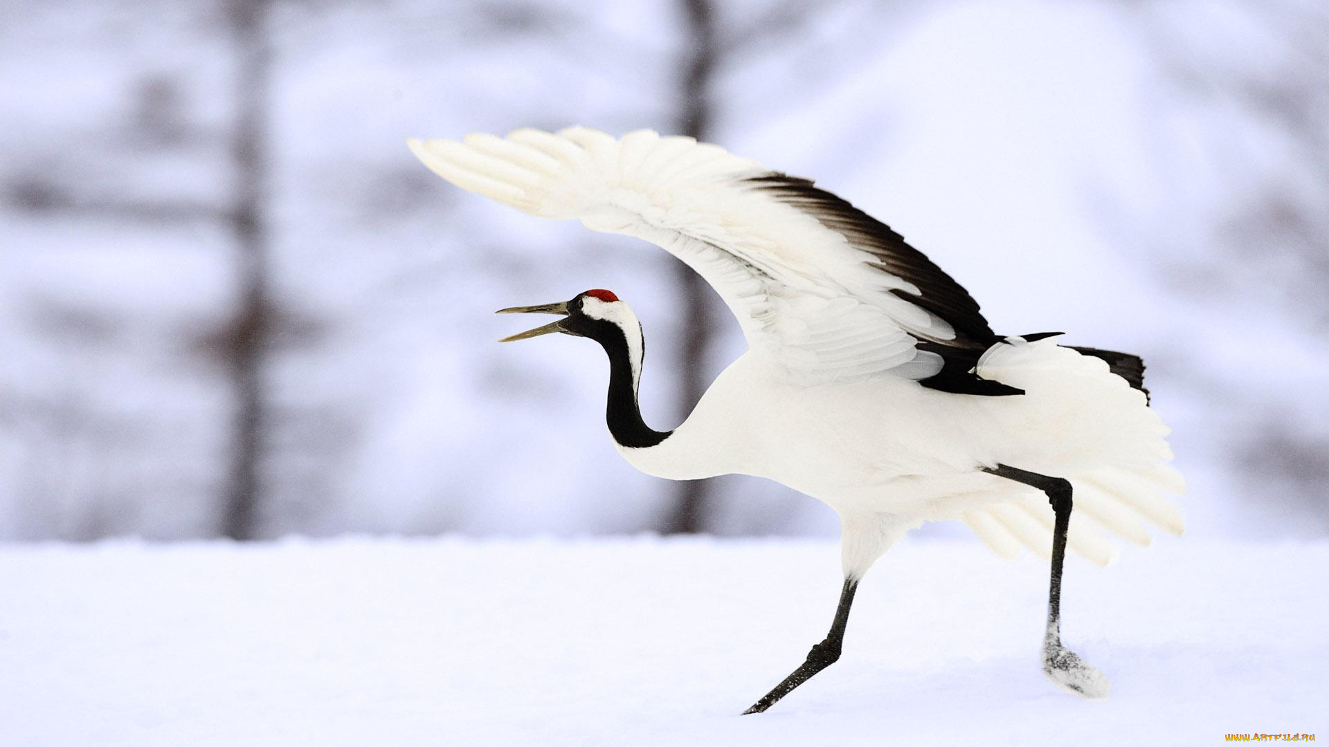 животные, журавли