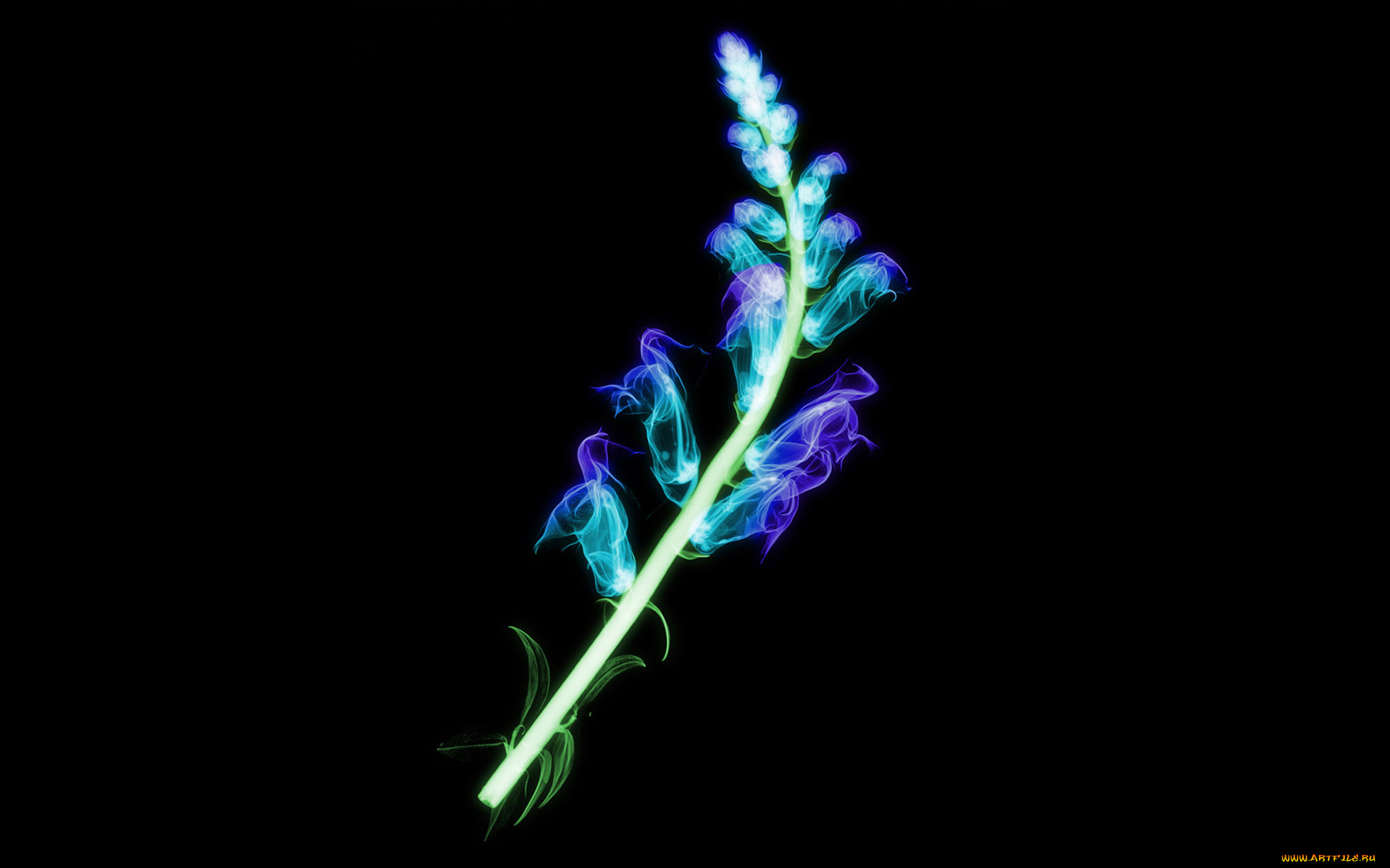 3д, графика, flowers, цветы