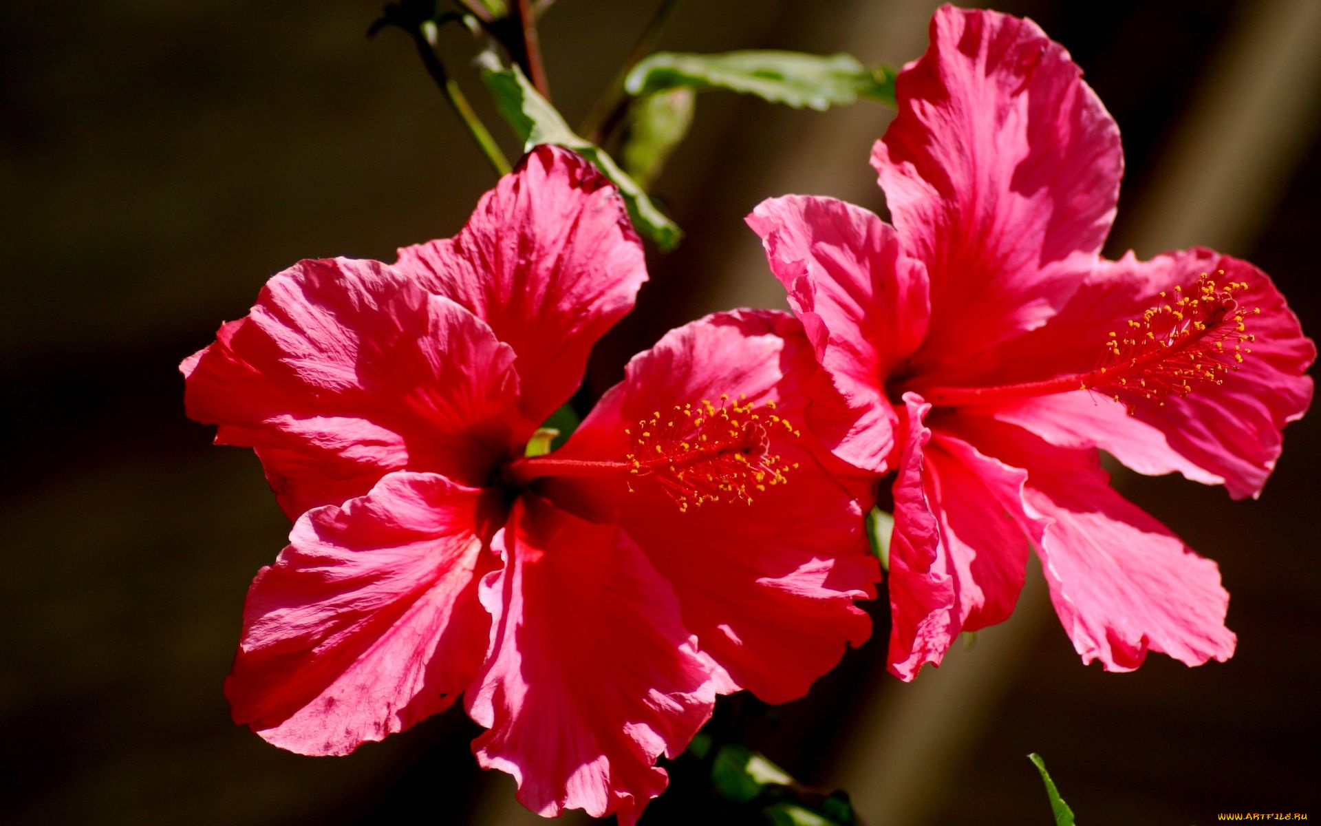цветы, гибискусы