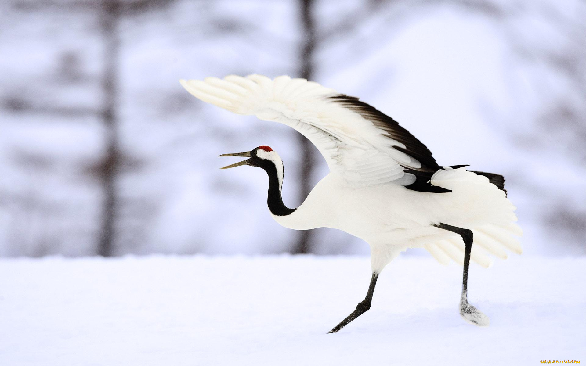 животные, журавли