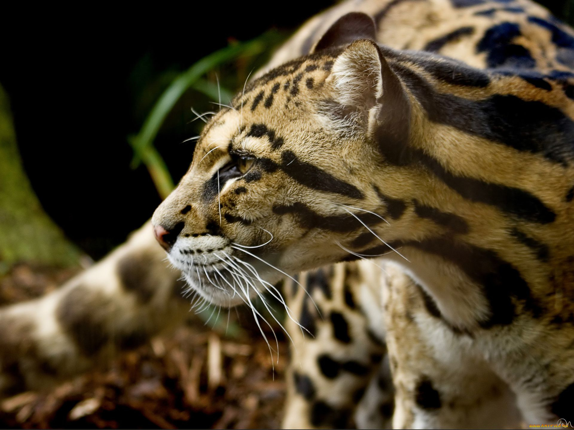 животные, леопарды