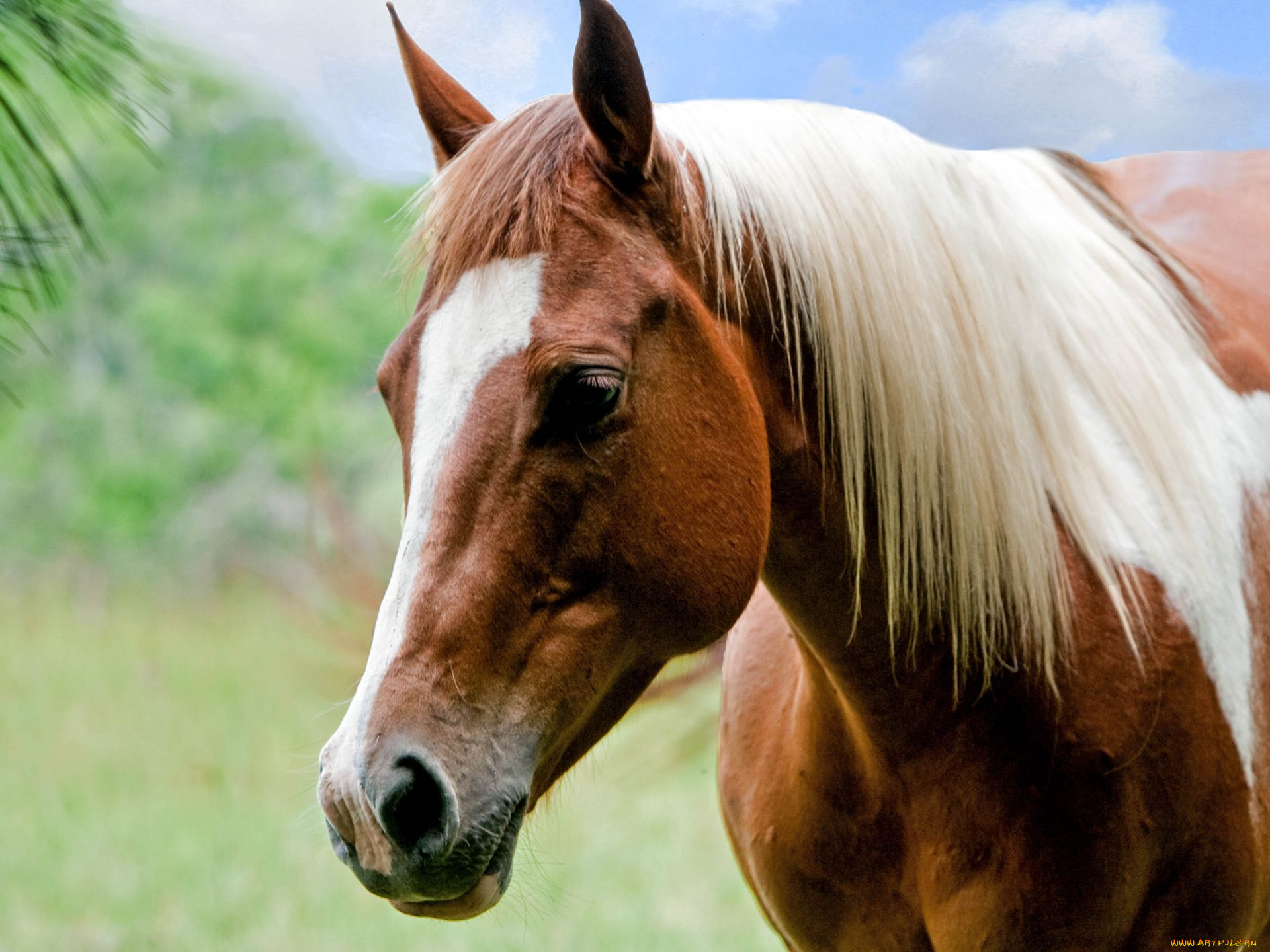 животные, лошади