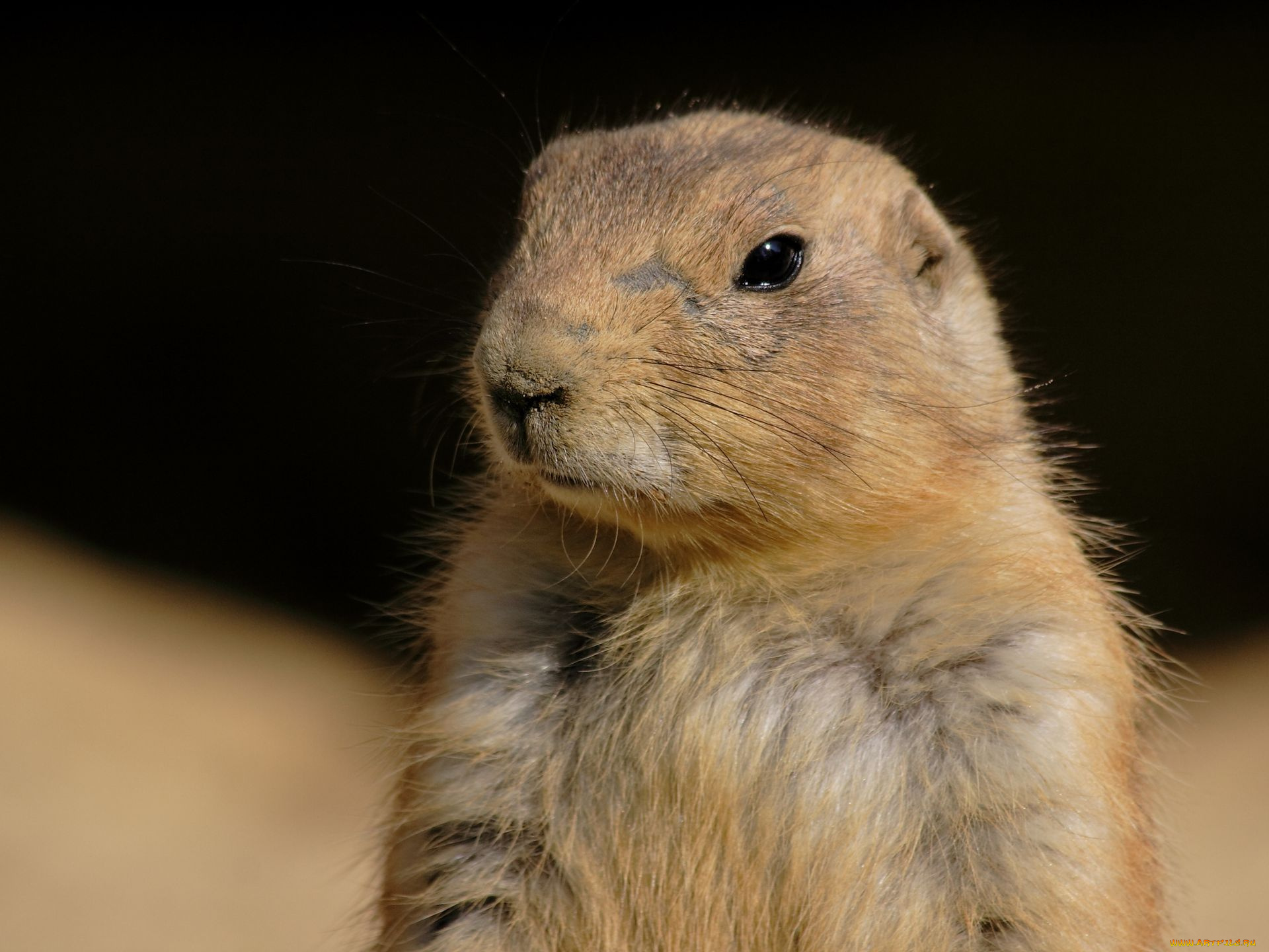 животные, суслики, сурки