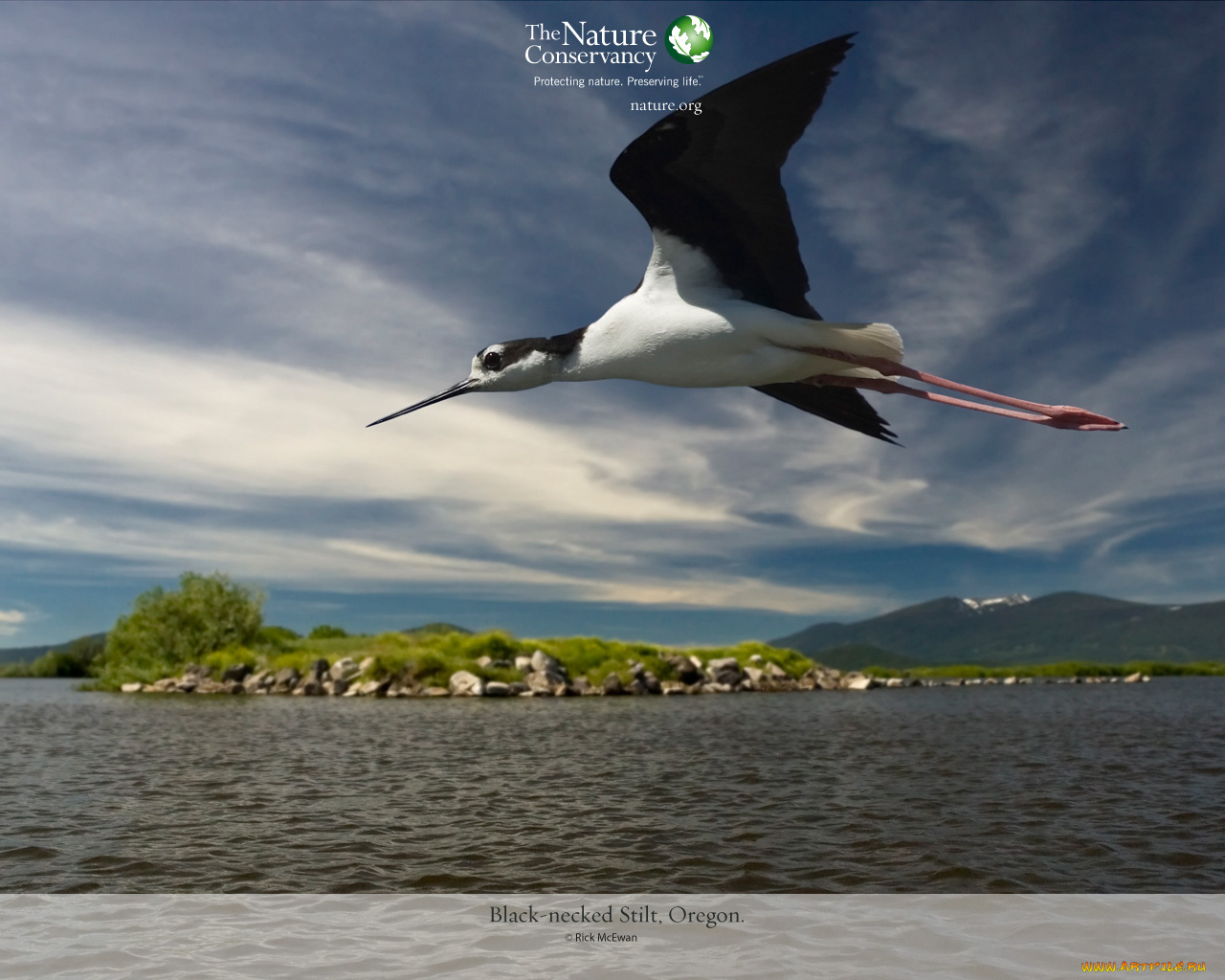 животные, цапли