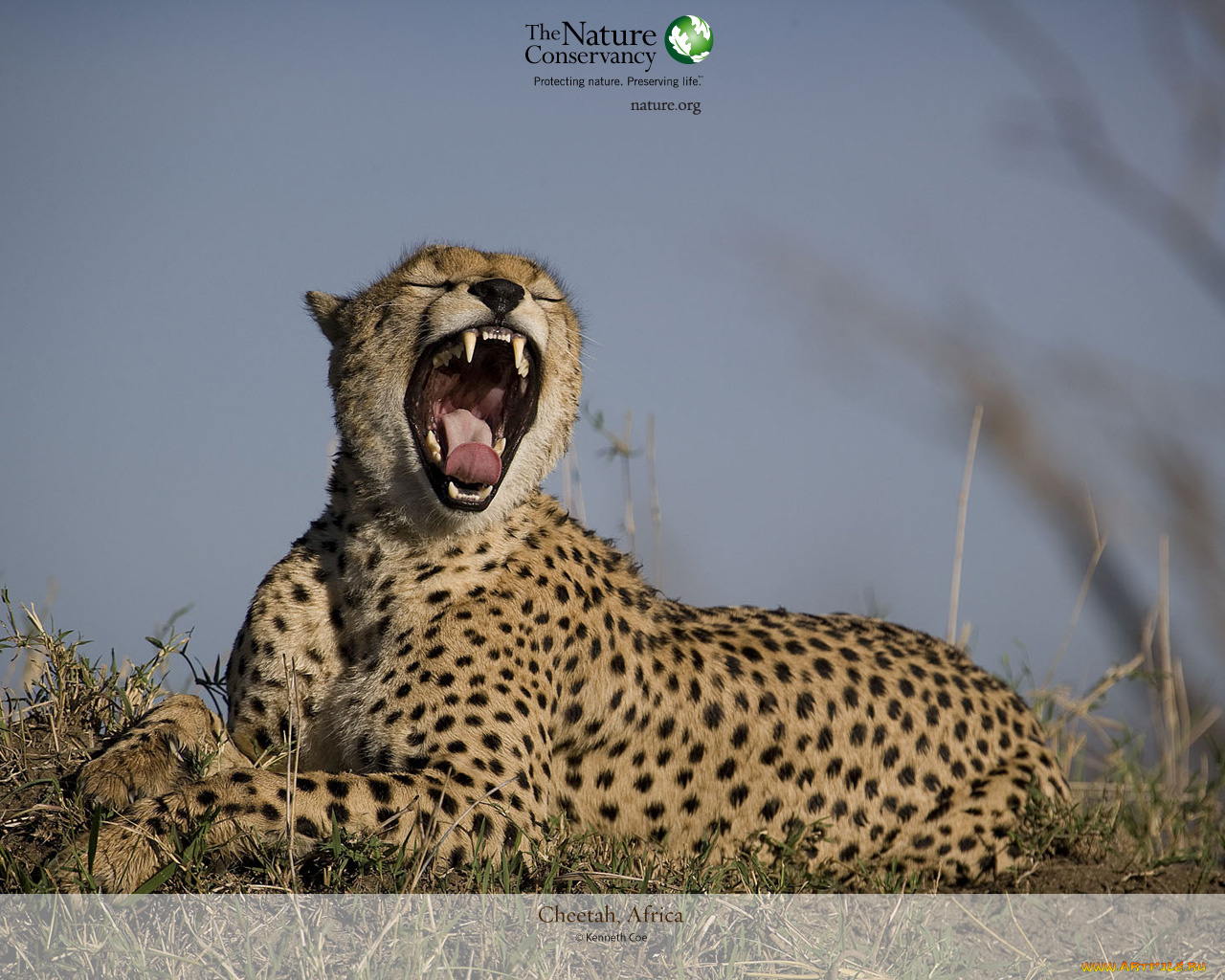 животные, гепарды