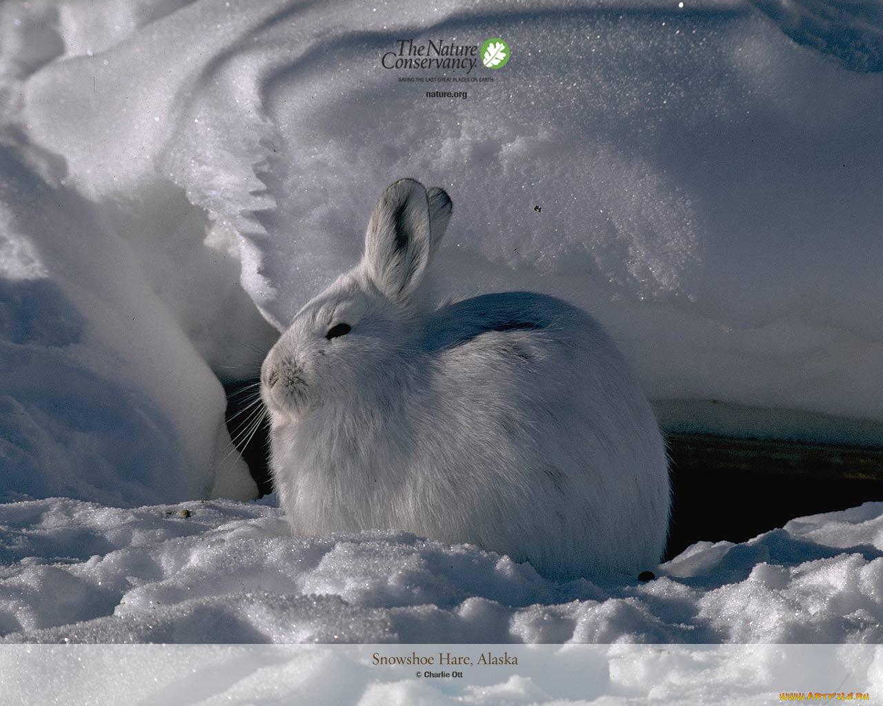 животные, кролики, зайцы