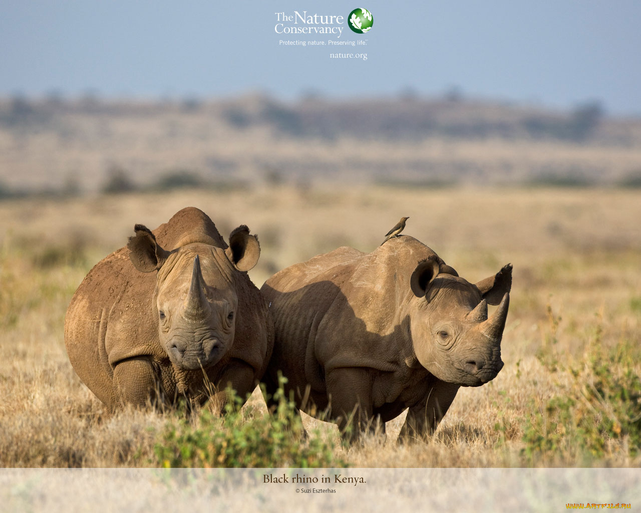 животные, носороги